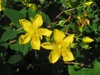 Hypericum prolificum