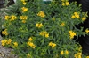 Hypericum Sunny Boulevard