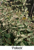 Green leaves with white speckles