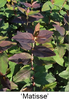 Dark reddish leaves