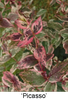 Variegated leaves