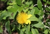 Yellow flowers with many stamens