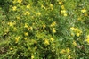 Form in bloom