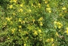 Form in bloom