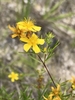 FlYellow flower with 5 petals and many stamensowers