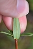 Underside of the linear green leaf