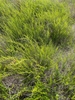 Form of plant without blooms