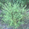 Form