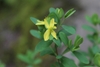 Flower detail