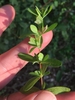 Stem and leaves