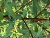 Reddish brown stem
