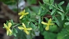 Individual flowers in leaf axils