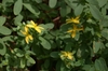 Flowers and leaves