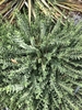 Form of a low-growing shrub