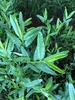 leaves, Warren County, NC