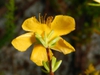 Back of flower
