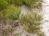 Native habitat