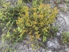 Form