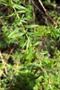 Stems with whorled leaves