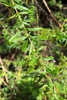 Stems and leaves