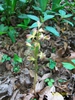 bloom, spring, Iredell County, NC