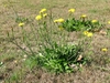 Form