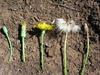 Stages of a flower