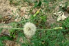 Seed head