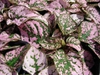 Hypoestes phyllostachya