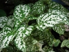 Hypoestes phyllostachya