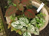 Hypoestes phyllostachya