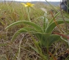 H. hemerocallidea Leaves and flower