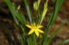 Hypoxis hirsuta