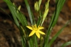 Star-shaped yellow flower, buds and green narrow leaves