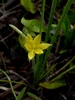 Flowers and leaves with hairs