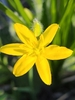 Close-up pf a yellow flower with 6 petals