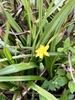 Long narrow green leaves and a yellow star-shaped flower