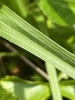 Close up of leaf with a few white hairs