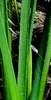 Lose up of a green leaf