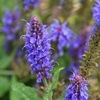 Close-up of spikes of blue, 2-lipped flowers.
