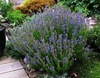 Rounded shrub with erect branches and terminal flower spikes.