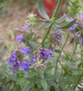 Flowers close-up and foliage
