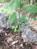 Euphorbia heterophylla var cyathophora