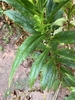 Opposite leaves