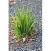 Lapeirousia laxa