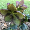 Helleborus x glandorfensis 'Ice N' Roses Red'