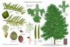 Color illustration of the technical details of this species.