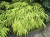 Hakonechloa macra form