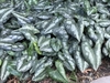 Mass planting of dark, silver-blotched foliage.