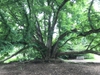 Katsura Tree